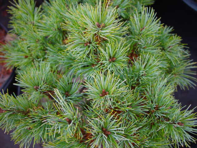 (image for) Pinus parviflora CATHERINE ELIZABETH-1g